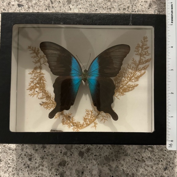 Real Butterfly in frame - Picture 3 of 5
